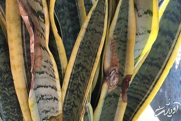 زرد شدن گیاه ساسوریا